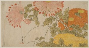 Krysantemum, ca 1780 (trätryck i färg; surimono) av Katsukawa Shunsho
