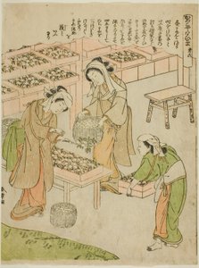 Tallrik 6 (Undersöka de nyligen spunna kokongerna), från serien "Kaiko Yashinai-gusa" av Katsukawa Shunsho