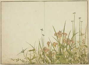 Sommarblommor: Iris och vattenplantainer, från boken "Mirror of Beautiful Women of the Pleasure Quarters (Seiro bijin awase sugata kagami)," vol. 1 av Katsukawa Shunsho