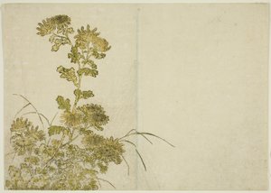 Vinterblommor: Krysantemum, från boken "Mirror of Beautiful Women of the Pleasure Quarters (Seiro bijin awase sugata kagami)," vol. 1 av Katsukawa Shunsho