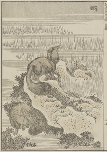Grävling, ca 1840 (träsnitt) av Katsushika Hokusai