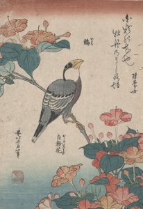 Grosbeak on Mirabilis, från en namnlös serie som heter Small Flowers av Katsushika Hokusai