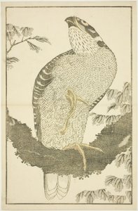 Hawk, från The Picture Book of Realistic Paintings of Hokusai (Hokusai shashin gafu) av Katsushika Hokusai