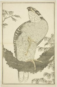 Hawk, från The Picture Book of Realistic Paintings of Hokusai (Hokusai shashin gafu) av Katsushika Hokusai