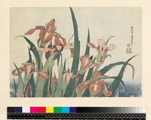 Iris och gräshoppa, utgiven av Nishimura Eijudo, ca 1832, (yoko-e - horisontellt format, träsnitt i färg) av Katsushika Hokusai