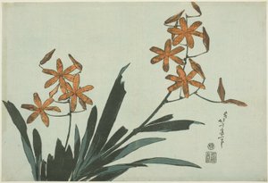 Orange orkidéer, från en namnlös serie av blommor av Katsushika Hokusai