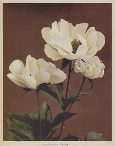 Härdig pion