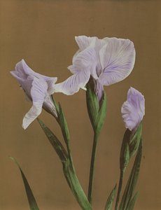 Iris Kaempfer, 1896 (handfärgad kollotyp)