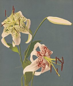 Liljor, 1897 (handfärgad collotype)