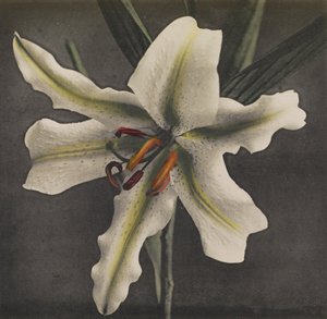 Lily, 1896 (handfärgad kollotyp)