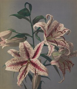 Lily, 1896 (handfärgad kollotyp)