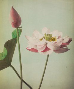 Lotus, 1896 (handfärgad collotype)