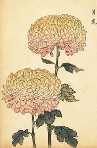 Hybrid guld och rosa pompongkrysantemum., 1893 (gravyr)