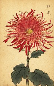 Hybrid rosa och crimson krysantemum., 1893 (gravyr)