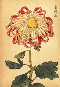 Hybrid rosa krullad sked krysantemum., 1893 (gravyr)