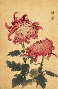 Hybrid lax-rosa krysantemum., 1893 (gravyr)