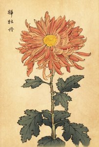 Hybrid lax-rosa krysantemum., 1893 (gravyr)