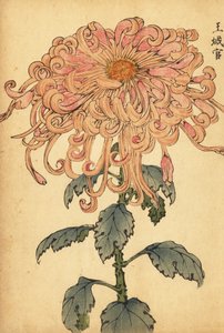 Hybrid laxrosa krysantemum med krullade kronblad., 1893 (gravyr)