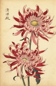 Hybrid brokig rosa och scharlakansröd spindelkrysantemum., 1893 (gravyr)