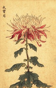 Hybrid vit och crimson sked krysantemum., 1893 (gravyr)