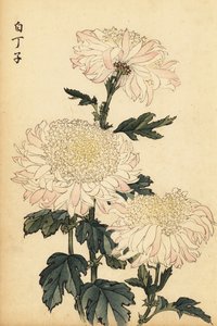 Hybrid vit och rosa krysantemum., 1893 (gravyr)