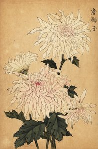 Hybrid vit krysantemum, Chrysanthemum indicum. ,1893 (gravyr)