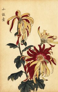 Hybrid gul och crimson krysantemum., 1893 (gravyr)