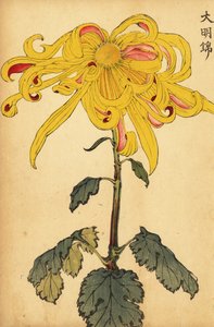 雑種の黄色の不規則な菊、1893 年 (彫刻) スウェーデン語