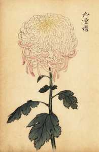 Brokig vit och rosa krysantemum., 1893 (gravyr)