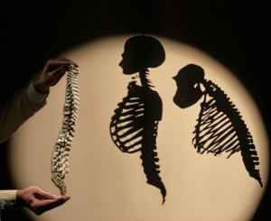 DOH, De första stegen, Rekonstruktion av ryggraden, Bruce Latimer, Cleveland Museum of Natura... av Kenneth Garrett