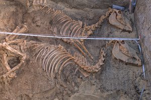 Utgrävning av resterna av tio åsnor intill en kunglig begravningsplats, Abydos, 2005 (foto) av Kenneth Garrett