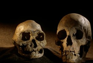 Homo erectus-skalle, tandlös, och modern människoskalle, Dmanisi av Kenneth Garrett