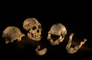 Kranier och underkäkar från Dmanisi, Dmanisi, Georgien Homo Erectus-fyndplats av Kenneth Garrett