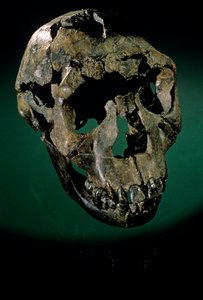 Turkana Boy, Kenya, West Turkana, Lake Turkana, KNMER-WT15000, H. erectus, Nariokotome..., 2008 (foto) av Kenneth Garrett