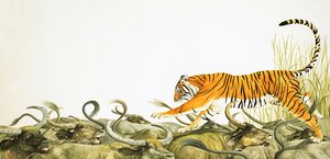 En tiger som springer längs bufflarnas ryggar
