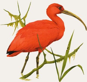 I för Ibis av Kenneth Lilly