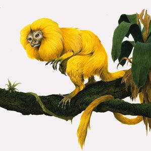 M för Marmoset