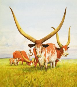 De längsta hornen! ... Tillhör den långhorniga boskapen Bahima i Uganda