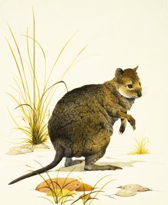 Quokka från Australien, en typ av wallaby