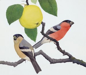Domherren (gouache på papper)