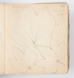 Skissboksida: Irish Ivy Leaves av Kenyon Cox