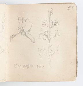 Skissboksida: Sketch of Flower