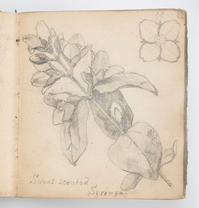 Skissboksida: Sweet Scented Syringa av Kenyon Cox