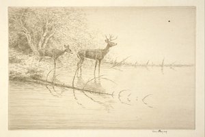 Vitsvanshjortar på morgonen