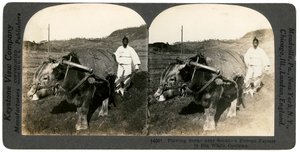 Jordbruk nära Seoul, Sydkorea, 1900-talet. av Keystone View Company