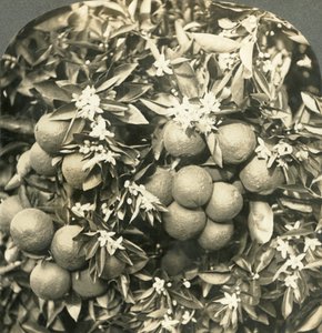 Apelsinblommor och mogna apelsiner som växer på samma träd, Kalifornien, c1900. av Keystone View Company