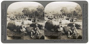 Resultatet av en morgons flodhästjakt vid Mlembo River, Rhodesia, Afrika, 1910 av Keystone View Company