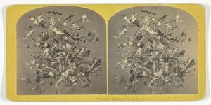 Birds of New England, 185575. Skapare: Kilburn Brothers, BW Kilburn.