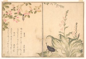 Säckspinnarlarv (Minomushi); noshörningsbagge (Kabutomushi), ur Bilderboken om krypande varelser (Ehon mushi erami) av Kitagawa Utamaro