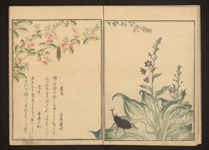 Korgmask och hjälmbagge på buskklöver och sten-purjolök blomma av Kitagawa Utamaro